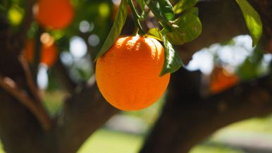 Albero che non fa frutto, taglia taglia