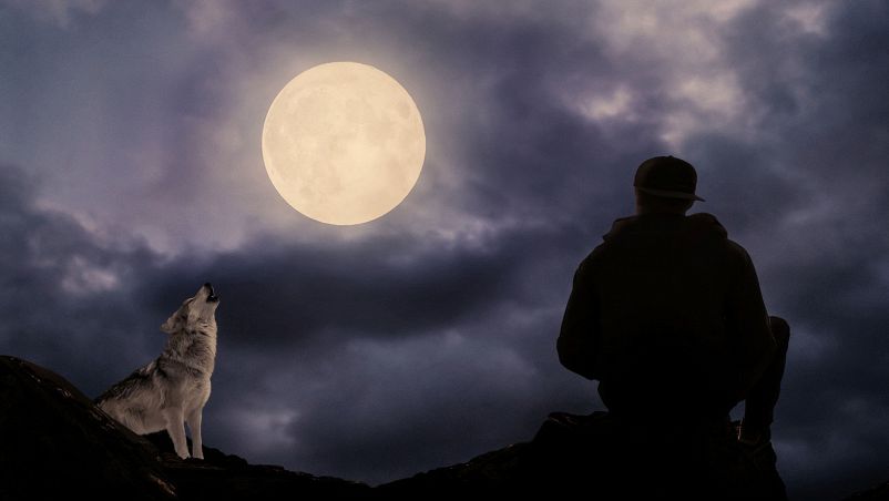 La luna non cura l’abbaiar dei cani