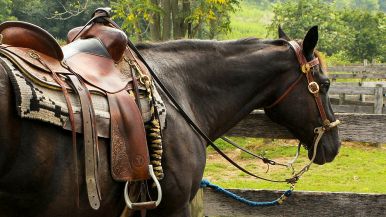 La briglia regge il cavallo, e la prudenza l'uomo