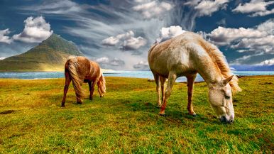 Campa cavallo che l'erba cresce