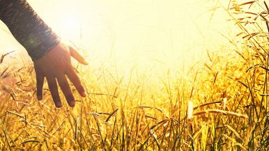 C'è chi semina e chi miete