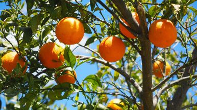 Dal frutto si conosce l’albero
