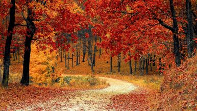 Cader non può chi ha la virtù per guida