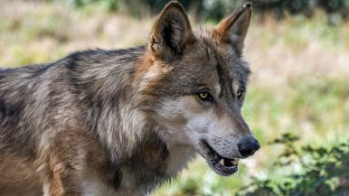 Il lupo non guarda che le pecore sieno conte