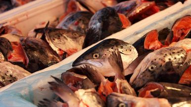 Il pesce puzza dalla testa