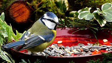 Quando la fame assale, la musica non vale