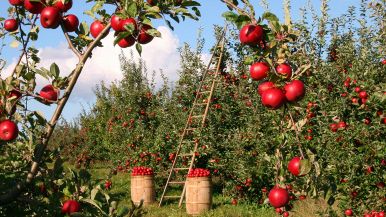 La pianta si conosce dal frutto
