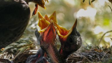 Ventre digiuno non bada a nessuno