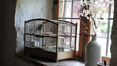 Tristo a quell’uccello che nasce in cattiva valle