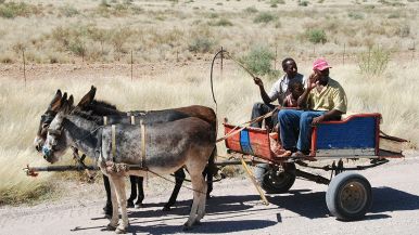 Trotto d’asino non dura