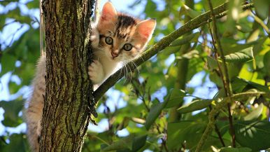 Non insegnare ai gatti a rampicare