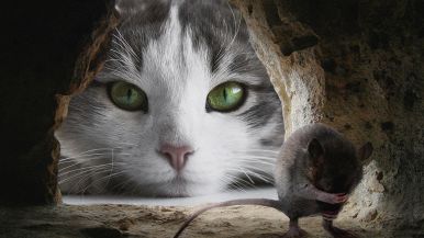 Tristo a quel topo che ha un buco solo