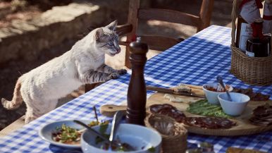Il miglior condimento è l’appetito