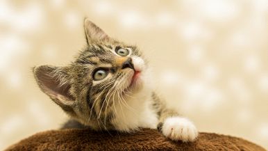 Quando la gatta non può arrivare al lardo, dice che sa di rancido