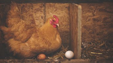 Meglio un uovo oggi che una gallina domani