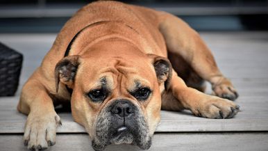 Non si può raddrizzare l’anche a’cani