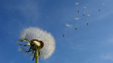 L’onore è come il vento, va fuori per tutti i buchi
