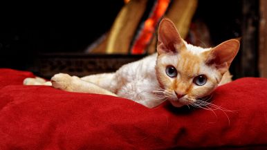 Quando il gatto sta sul fuoco, la fa magra anche il cuoco