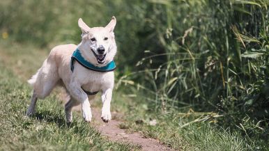 Una volta corre il cane e un’altra la lepre