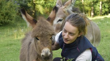 Viene asino di monte, caccia caval di corte