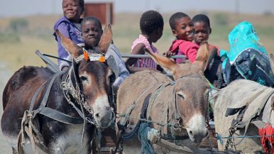 Piuttosto un asino che porti, che un cavallo che butti in terra