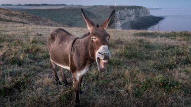 Raglio d’asino non giunse mai in cielo