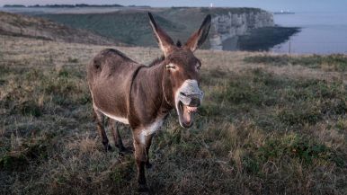 Quale asino dà in parete tal riceve