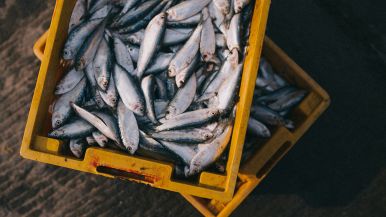 L’ospite è come il pesce: dopo tre giorni puzza
