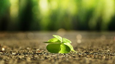 Quando puoi aver del bene, pigliale