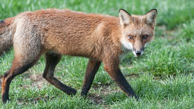 Per conoscere un furbo ci vuole un furbo e mezzo