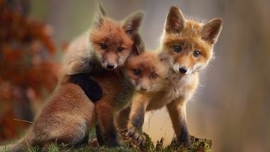 Tra furbo e furbo mai non si camuffa