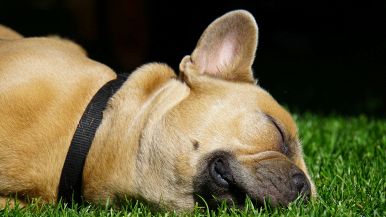 Non destare il can che dorme