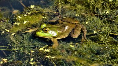 Rana di palude sempre si salva