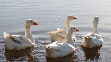 Se tutti i pazzi portassero una berretta bianca, si parrebbe un branco d’oche