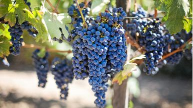 Ramo corto vendemmia lunga