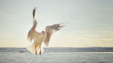 Non si può volare senz’ale