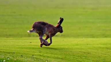 Quando la lepre perde il passo, convien che cada in bocca a’ cani
