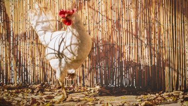 Mal cova la gallina fuori dal nido