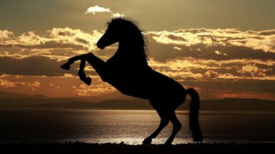 Quando i cavalli ruzzano, il padrone stenta