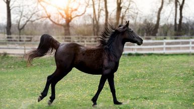 Quando la superbia galoppa, la vergogna siede in groppa