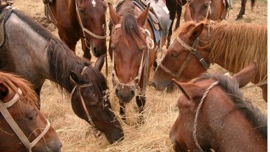 Occhio del padrone ingrassa il cavallo