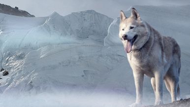 Se non è lupo, sarà can bigio