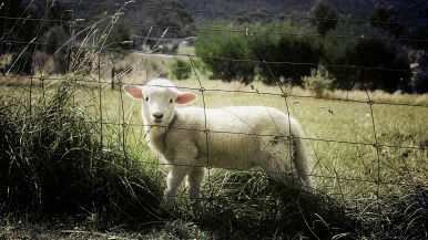 La pecora ha l’orto sotto la coda