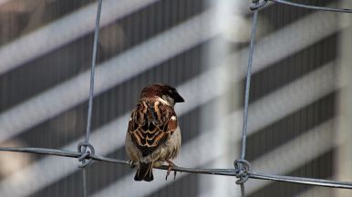 Rete nuova non piglia uccello vecchio