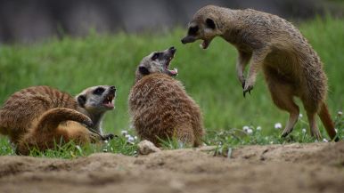 Tra i due litiganti il terzo gode