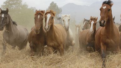 Orzo e paglia fanno caval da battaglia