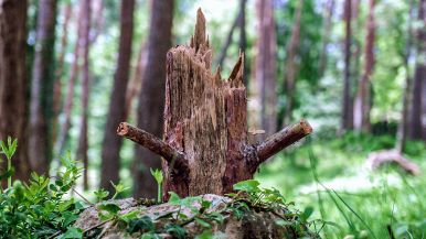 Nel bosco tagliato non ci stanno assassini
