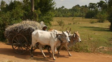 Solo il bue vecchio muove le carra arrestate