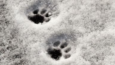 Tanto va la gatta al lardo che ci lascia lo zampino