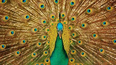 Superbia senza avere, mala via suol tenere